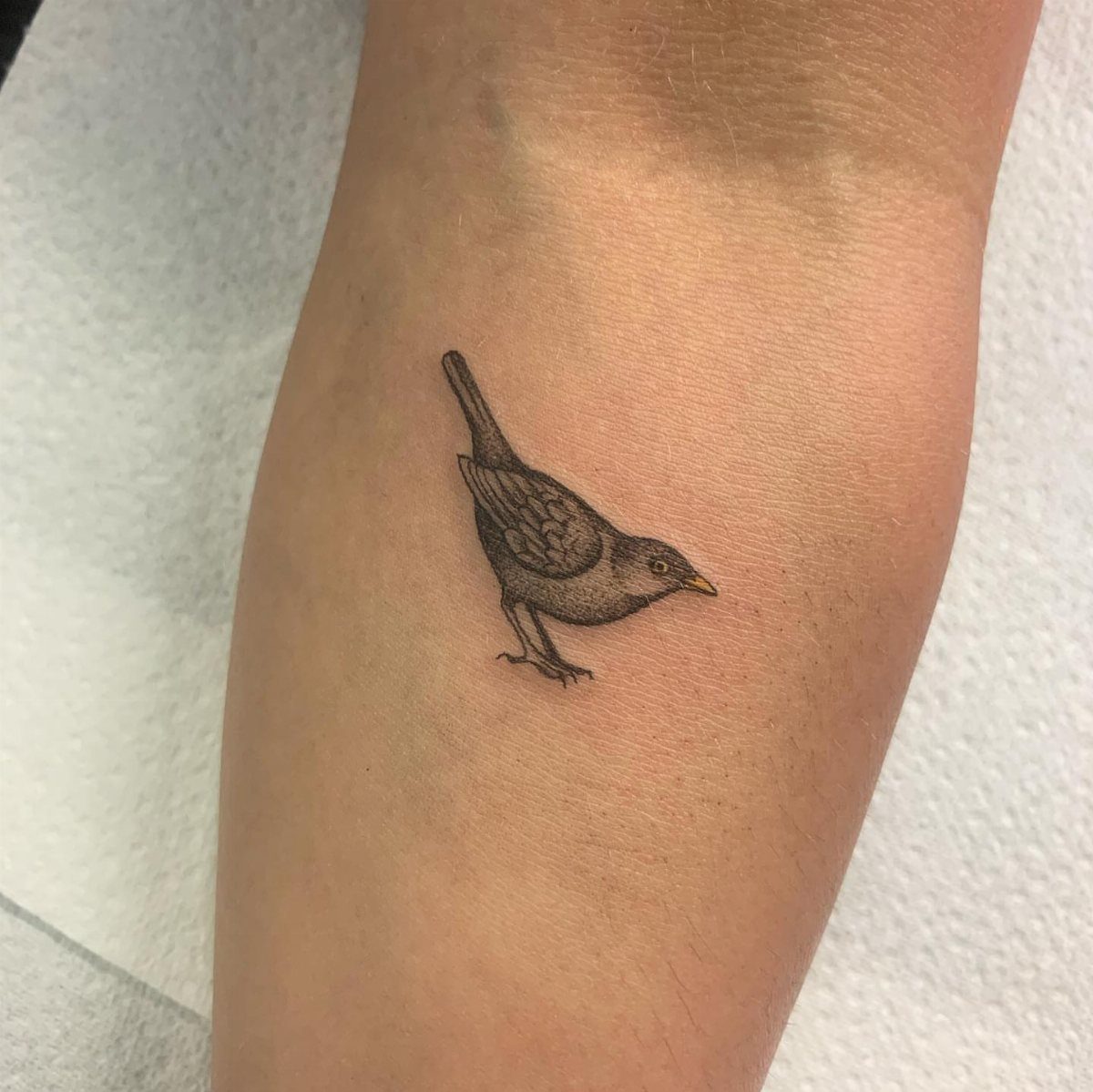 Small blackbird tattoo with detailed shading on a person's fair skin.